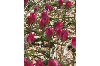 PULCHELLA VIOLACAEA